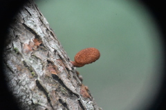 Phaeomarasmius