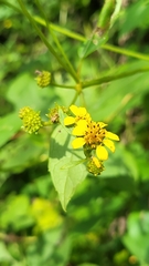 Wollastonia biflora