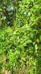 Wollastonia biflora