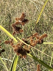 Cyperus ligularis image