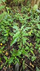 Acanthus ilicifolius
