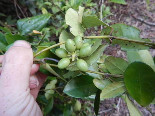 Steganthera macooraia