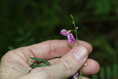 Tephrosia rufula