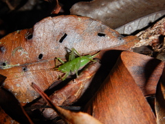 Miniagraecia milyali