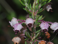 Erica grata