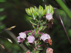 Erica grata