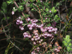 Erica grata