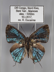 Pilodeudorix ankoleensis