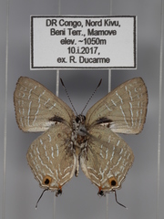 Pilodeudorix ankoleensis