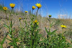 Helianthus cusickii