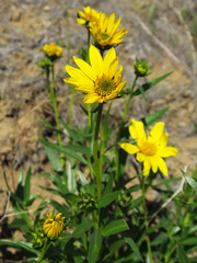 Helianthus cusickii