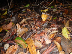 Penalva flavocalceata