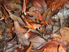 Penalva flavocalceata