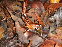 Penalva flavocalceata