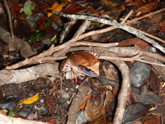 Mixophyes carbinensis