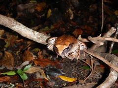 Mixophyes carbinensis