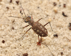 Calomera angulata