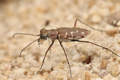 Calomera angulata