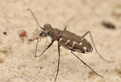 Calomera angulata