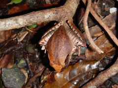 Mixophyes carbinensis