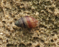 Pythiinae