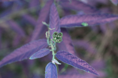 Commersonia dasyphylla