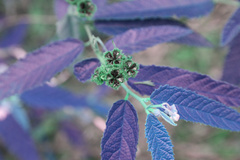 Commersonia dasyphylla