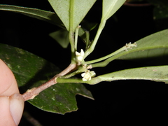 Pitaviaster haplophyllus