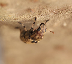 Euparius