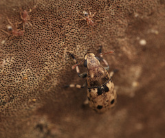 Euparius