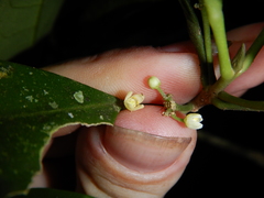 Pitaviaster haplophyllus