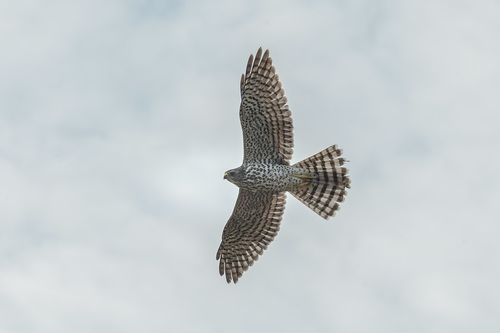 Levant Sparrowhawk, photo 4 of 8