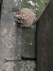 Duttaphrynus melanostictus