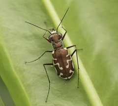 Calomera angulata