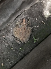 Duttaphrynus melanostictus