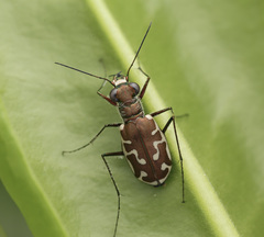 Calomera angulata