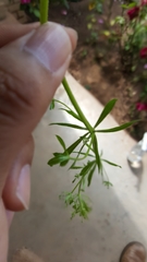 Galium aparine