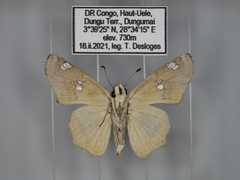 Caprona pillaana