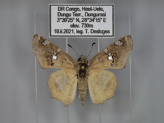 Caprona pillaana