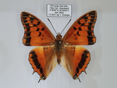 Charaxes boueti boueti
