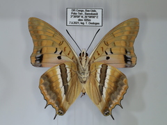 Charaxes boueti boueti