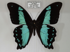 Papilio chrapkowskoides chrapkowskoides