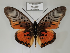 Pseudacraea boisduvalii boisduvalii
