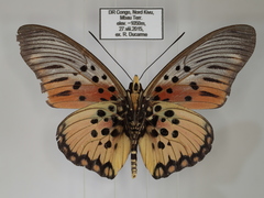 Pseudacraea boisduvalii boisduvalii