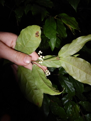 Steganthera laxiflora