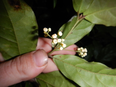 Steganthera laxiflora