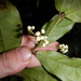 Steganthera laxiflora - Photo (c) Aaron Bean,  זכויות יוצרים חלקיות (CC BY-NC), הועלה על ידי Aaron Bean