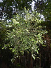 Casearia costulata