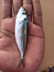 Decapterus russelli