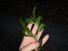 Casearia costulata